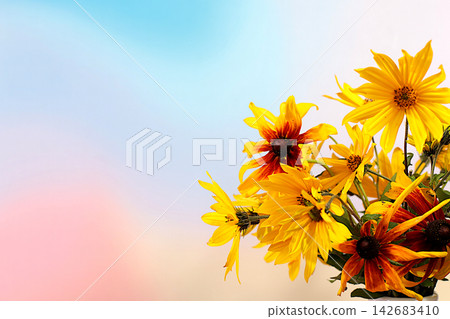 Autumn banner beautiful rudbeckia flowers on an elegant gradient background with space for text. This design template and flyer are suitable for screens, advertising card with an autumnal atmosphere Autumn banner beautiful rudbeckia flowers on an elegant gradient background with space for text. This design template and flyer are suitable for screens, advertising card with an autumnal atmosphere 142683410