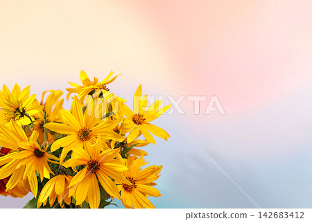 Autumn banner beautiful rudbeckia flowers on an elegant gradient background with space for text. This design template and flyer are suitable for screens, advertising card with an autumnal atmosphere. Autumn banner beautiful rudbeckia flowers on an elegant gradient background with space for text. This design template and flyer are suitable for screens, advertising card with an autumnal atmosphere. 142683412
