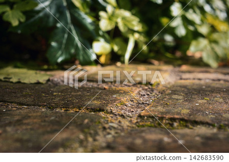 Rough brick paving creating a textured ground surface, light casting on moss and green foliage in blurry background Rough brick paving creating a textured ground surface, light casting on moss and green foliage in blurry background 142683590