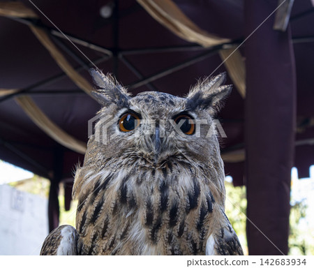 Frontal close up of a Eurasian eagle owl with orange eyes and ear tufts gazing straight ahead in a natural setting Frontal close up of a Eurasian eagle owl with orange eyes and ear tufts gazing straight ahead in a natural setting 142683934