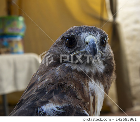 Close-up portrait of a red tailed hawk showing chest feathers and hooked beak in a natural setting Close-up portrait of a red tailed hawk showing chest feathers and hooked beak in a natural setting 142683961