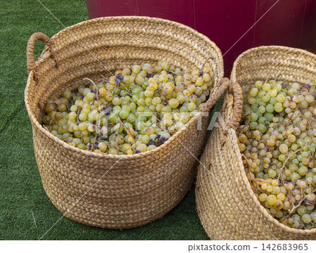 Woven straw baskets filled with harvested white grapes on green artificial grass Woven straw baskets filled with harvested white grapes on green artificial grass 142683965