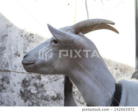 Profile view of a white goat with dark collar and curved horns in natural setting Profile view of a white goat with dark collar and curved horns in natural setting 142683972