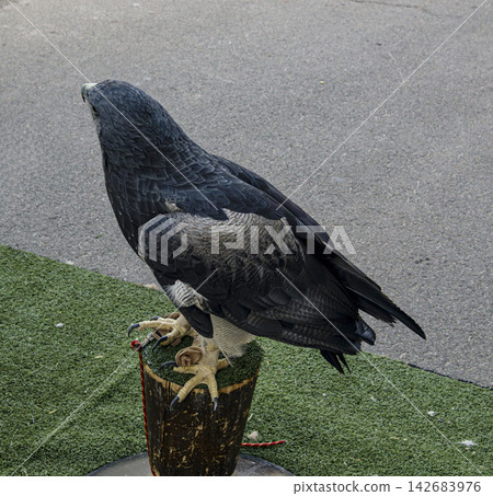 Buzzard eagle resting on a wooden perch covered with grass along a paved road Buzzard eagle resting on a wooden perch covered with grass along a paved road 142683976