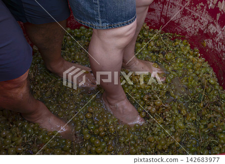 People treading on fresh white grapes in a wine vat during a harvest celebration People treading on fresh white grapes in a wine vat during a harvest celebration 142683977