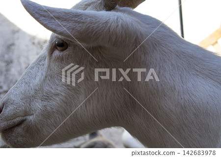 Close up view of a white goat's head showing its eye, ear, and small horn in a rural setting during daytime Close up view of a white goat's head showing its eye, ear, and small horn in a rural setting during daytime 142683978