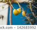 Close-up of green olives on sunny tree branch against vibrant blue background 142683992