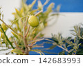 Close-up of a lime growing on a branch against a blue and white background 142683993