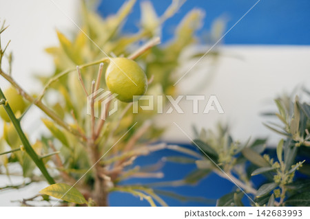 Close-up of a lime growing on a branch against a blue and white background Close-up of a lime growing on a branch against a blue and white background 142683993