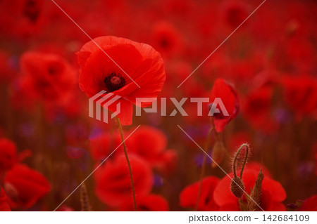 Red poppy field blooming under natural light Red poppy field blooming under natural light 142684109