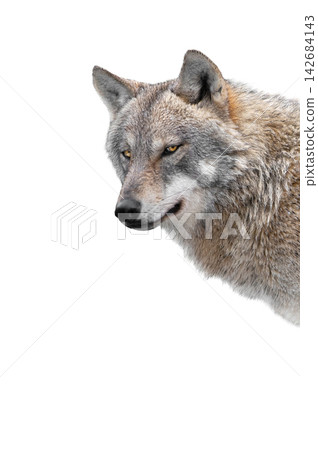 portrait she-wolf isolated on a white background portrait she-wolf isolated on a white background 142684143