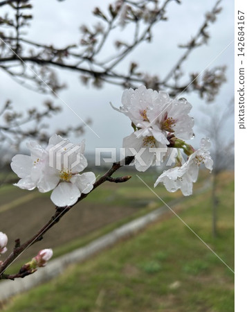 櫻花已經開了 櫻花已經開了 142684167