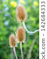 Wild teasel seed heads growing on spiny stems among lush green vegetation during bright late summer 142684333