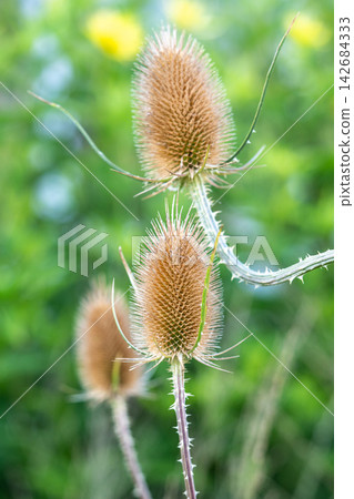 Wild teasel seed heads growing on spiny stems among lush green vegetation during bright late summer Wild teasel seed heads growing on spiny stems among lush green vegetation during bright late summer 142684333