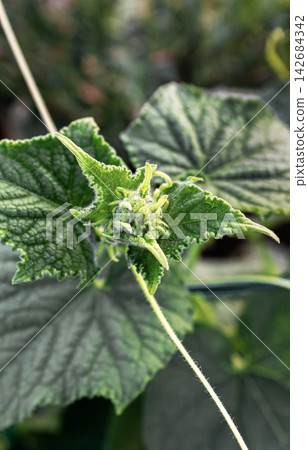 Cucumber plant growing tip with fuzzy new leaves Cucumber plant growing tip with fuzzy new leaves 142684342