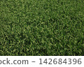 summer rice 142684396