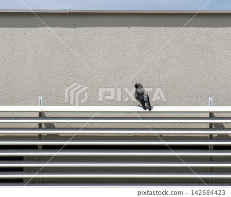 Eurasian Jackdaw Perched on Modern Metal Structure Eurasian Jackdaw Perched on Modern Metal Structure 142684423