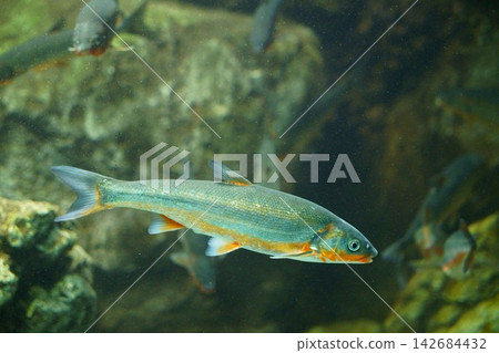 9686 Kawamutsu(日本鯪魚) 9686 Kawamutsu(日本鯪魚) 142684432