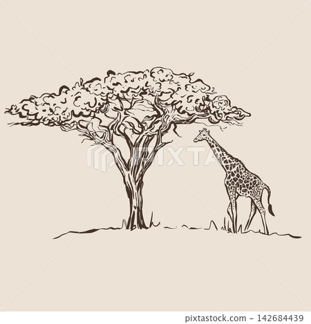 African giraffe standing beside an acacia tree in hand drawn line art illustration. African giraffe standing beside an acacia tree in hand drawn line art illustration. 142684439