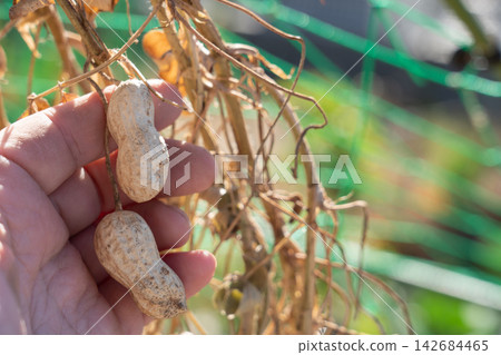 一名男子查看他(11月)在自家花園裡挖出的正在曬乾的花生。 一名男子查看他(11月)在自家花園裡挖出的正在曬乾的花生。 142684465
