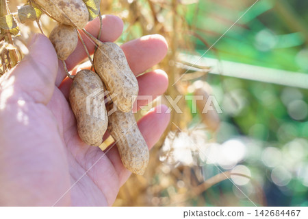 一名男子查看他(11月)在自家花園裡挖出的正在曬乾的花生。 一名男子查看他(11月)在自家花園裡挖出的正在曬乾的花生。 142684467