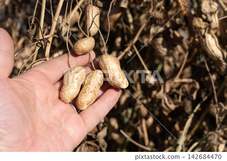 一名男子查看他(11月)在自家花園裡挖出的正在曬乾的花生。 一名男子查看他(11月)在自家花園裡挖出的正在曬乾的花生。 142684470