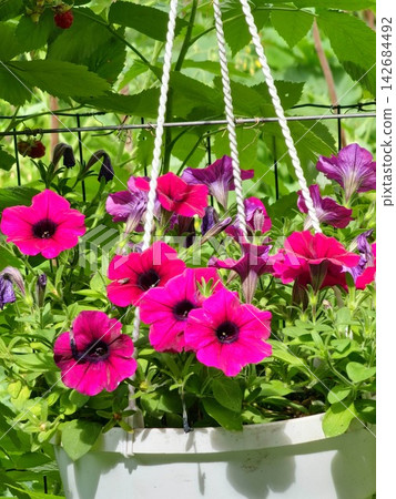 Hanging Basket of Colorful Petunias in Lush Summer Garden Hanging Basket of Colorful Petunias in Lush Summer Garden 142684492