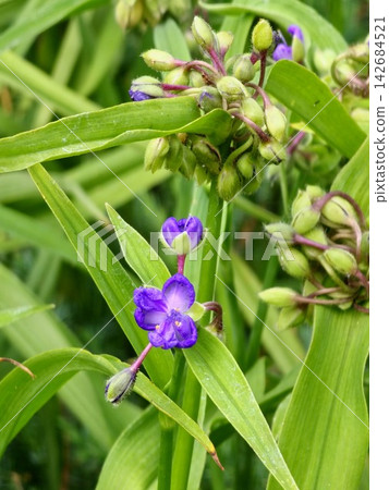 Purple Andersons Spiderwort Flower with Fuzzy Buds Purple Andersons Spiderwort Flower with Fuzzy Buds 142684521