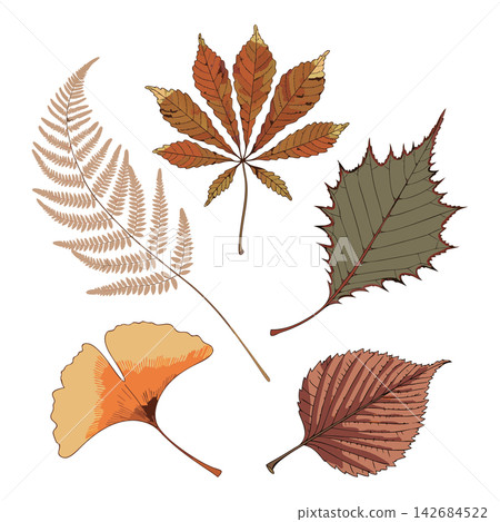 The image shows a collection of five distinct autumn leaves illustrated in warm seasonal tones 142684522