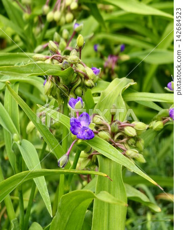 Purple Garden Spiderwort Flowers and Bud Clusters Purple Garden Spiderwort Flowers and Bud Clusters 142684523