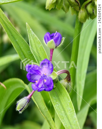 Close-Up of Violet Garden Spiderwort Flower and Buds Close-Up of Violet Garden Spiderwort Flower and Buds 142684524