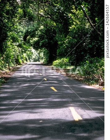 road in the forest road in the forest 142684557