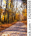 beautiful autumn forest in the morning 142684608