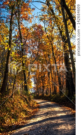 path in the autumn forest 142684609