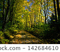 path in the autumn forest 142684610