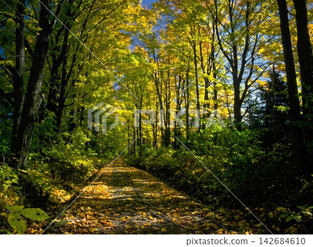 path in the autumn forest path in the autumn forest 142684610