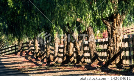 wooden fence in the park wooden fence in the park 142684611