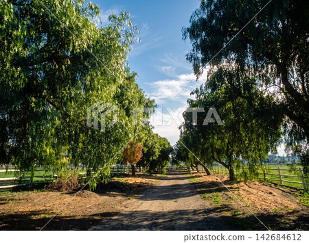 path in the park path in the park 142684612