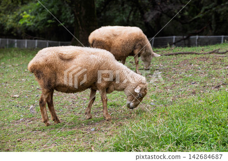 Ran sheep Ran sheep 142684687