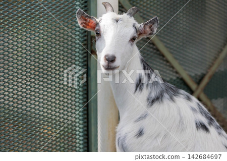 Michi-no-Eki Green Flower Farm Ogo black and white spotted goat Michi-no-Eki Green Flower Farm Ogo black and white spotted goat 142684697