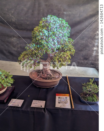 Cordoba, Argentina - October 11, 2025: Large Bonsai Tree Displayed at Japanese Culture Day Cordoba, Argentina - October 11, 2025: Large Bonsai Tree Displayed at Japanese Culture Day 142684713