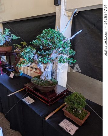 Cordoba, Argentina - October 11, 2025: Bonsai with Exposed Roots at Japanese Cultural Exhibition Cordoba, Argentina - October 11, 2025: Bonsai with Exposed Roots at Japanese Cultural Exhibition 142684714