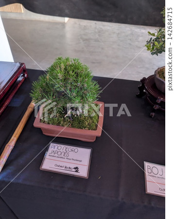 Cordoba, Argentina - October 11, 2025: Japanese Black Pine Bonsai at Cultural Exhibition 142684715