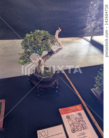 Cordoba, Argentina - October 11, 2025: Sculptural Bonsai with Curved Deadwood Trunk Cordoba, Argentina - October 11, 2025: Sculptural Bonsai with Curved Deadwood Trunk 142684716