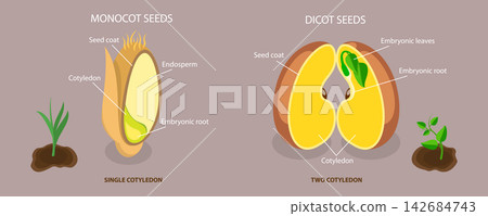 3D Isometric Flat Vector Illustration of Monocot Vs Dicot Seeds, Parts of Bean 3D Isometric Flat Vector Illustration of Monocot Vs Dicot Seeds, Parts of Bean 142684743