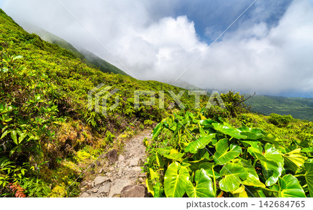 Lush tropical vegetation along the mountain hiking trail to La Grande Soufriere volcano in Guadeloupe, Caribbean France Lush tropical vegetation along the mountain hiking trail to La Grande Soufriere volcano in Guadeloupe, Caribbean France 142684765