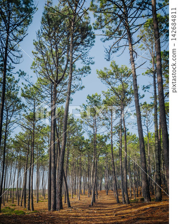 Pine tree forest landscape in Maceda Ovar Portugal Pine tree forest landscape in Maceda Ovar Portugal 142684811