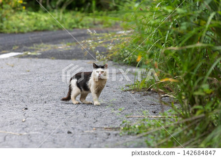 Black and white spotted cat Black and white spotted cat 142684847