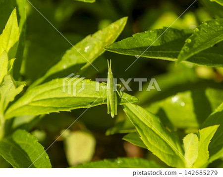 Grasshopper in the field Grasshopper in the field 142685279