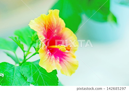 The wildflowers around the house, in all their seasonal colors, and the vibrant tropical hibiscus flowers adorn the greenhouse at the botanical garden. The wildflowers around the house, in all their seasonal colors, and the vibrant tropical hibiscus flowers adorn the greenhouse at the botanical garden. 142685297